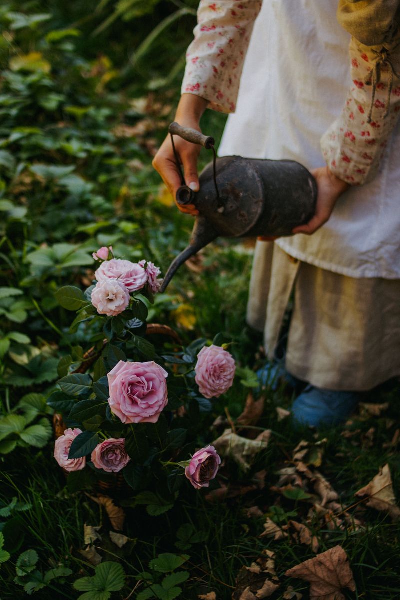 Roses