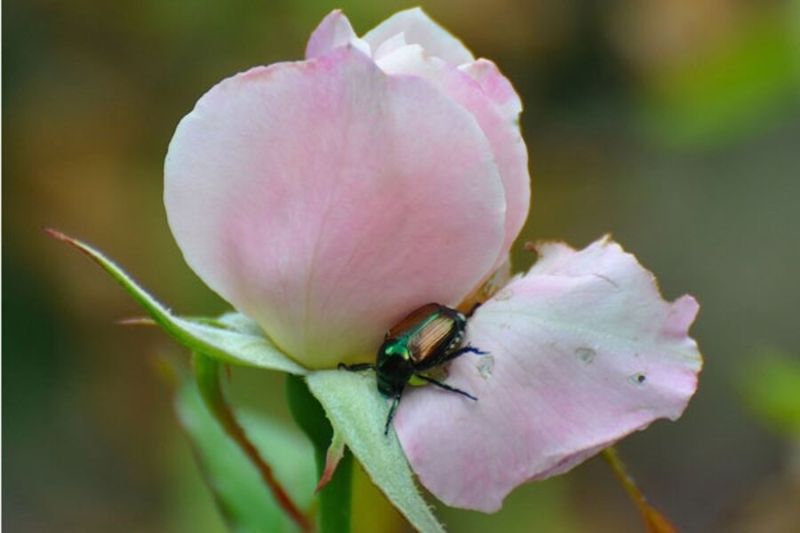 Roses Roses
