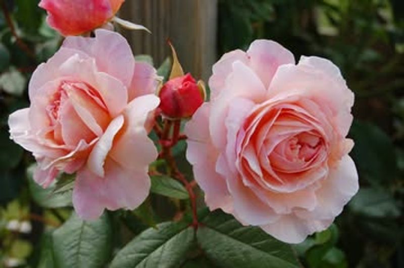 Roses Draw Repeat Attention Roses Draw Repeat Attention