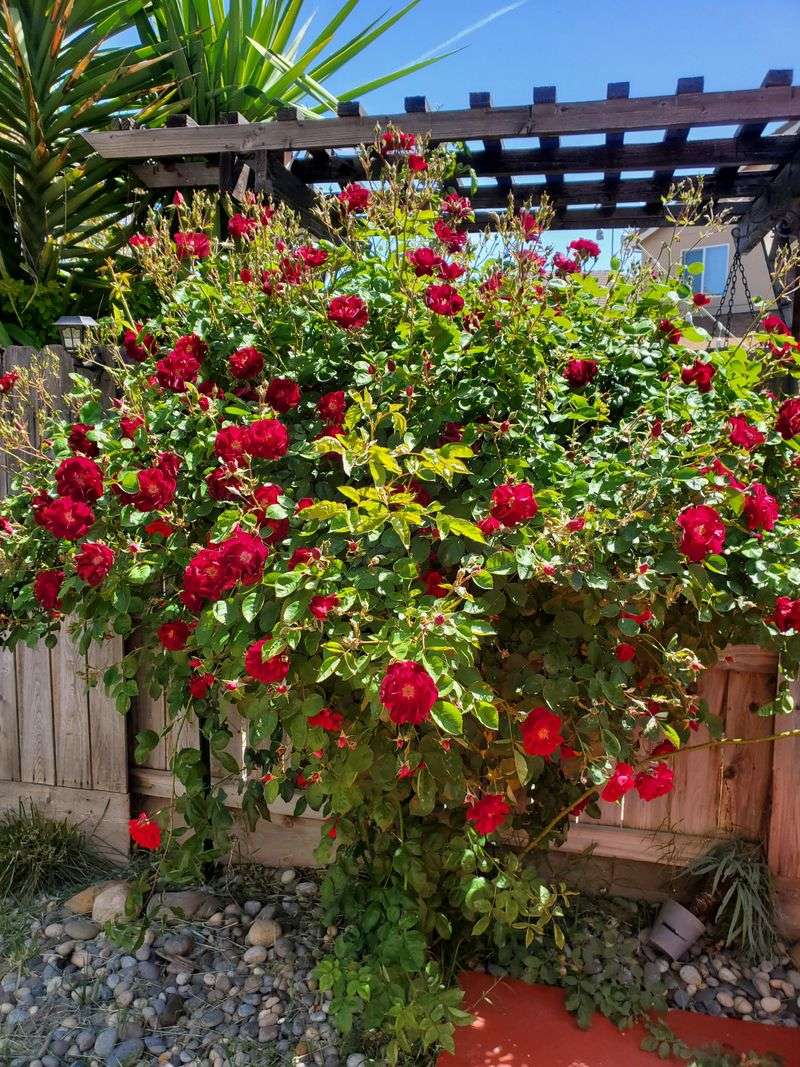 Roses Need Water First, Not More Fertilizer