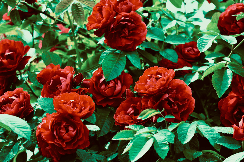 Roses Roses