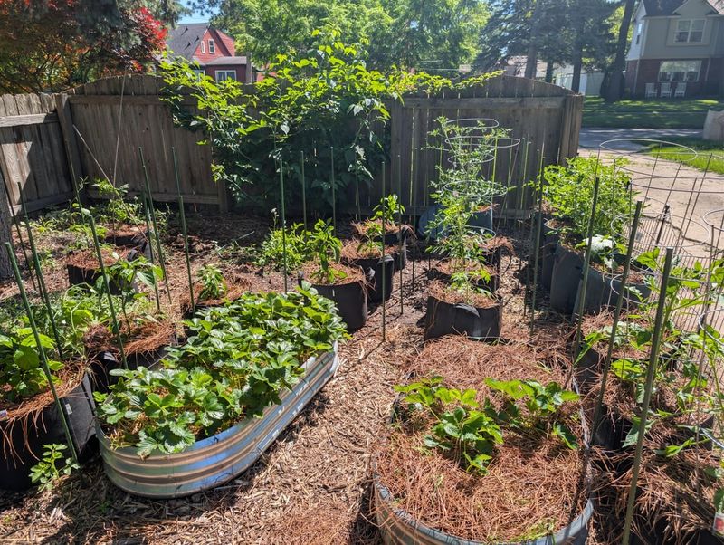 Rotate Crops To Reduce Repeat Problems Rotate Crops To Reduce Repeat Problems
