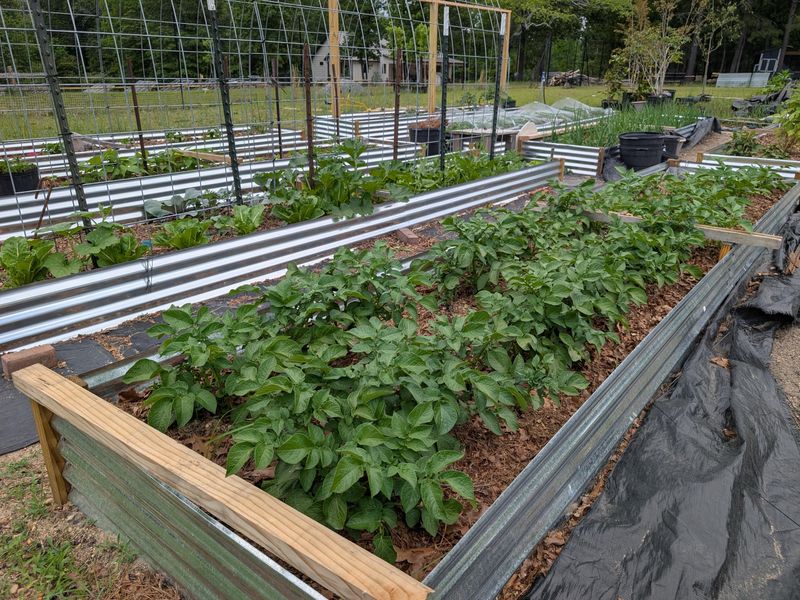 Rotate Susceptible Crops Next Season