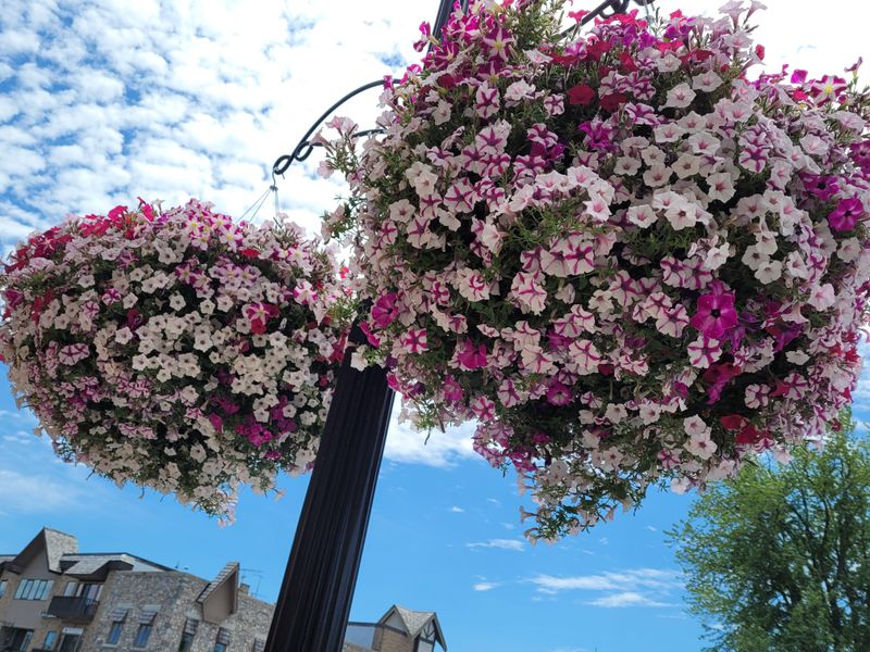 Rotate Your Hanging Basket Every Week For Even Growth