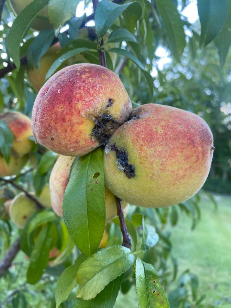 Rotten Peaches Spread Problems Quickly Rotten Peaches Spread Problems Quickly