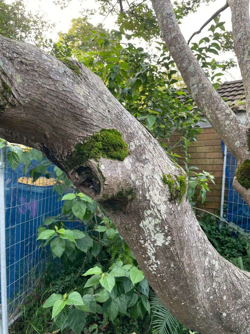 Rotting Trees Create Bigger Risks Than Healthy Ones Rotting Trees Create Bigger Risks Than Healthy Ones