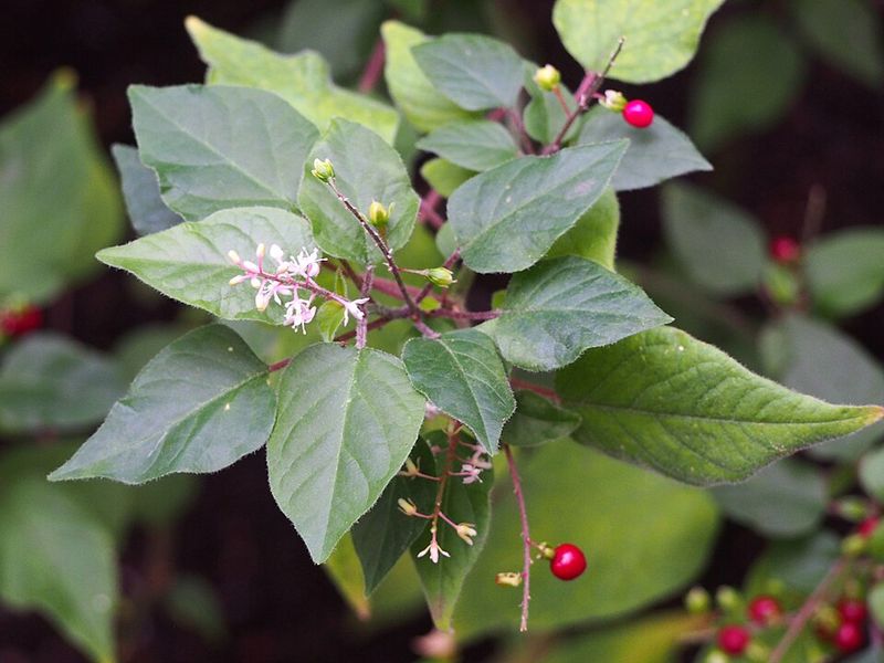 Rouge Plant Brings Color To Sticky Shaded Corners Rouge Plant Brings Color To Sticky Shaded Corners