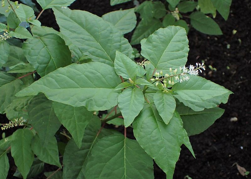 Rouge Plant Keeps Shady Corners Lush Through Summer Rouge Plant Keeps Shady Corners Lush Through Summer