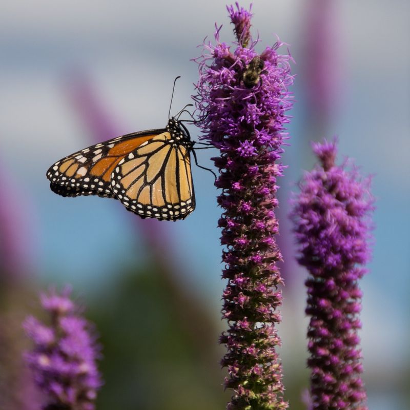 Rough Blazing Star