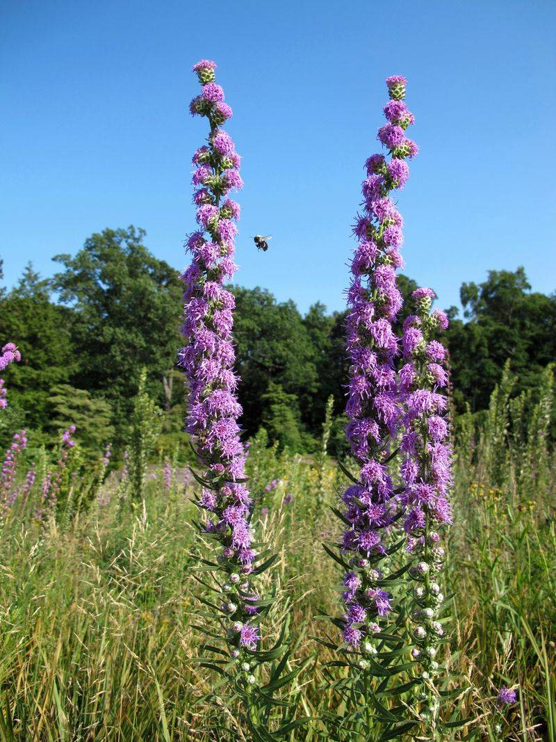 Rough Blazing Star Keeps Upright Form Rough Blazing Star Keeps Upright Form