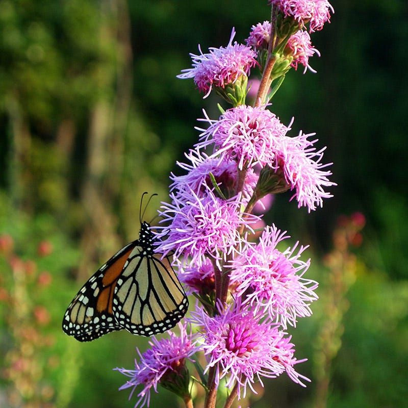 Rough Blazing Star