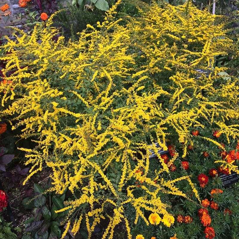 Rough Goldenrod Handles Heat And Moist Soil Rough Goldenrod Handles Heat And Moist Soil