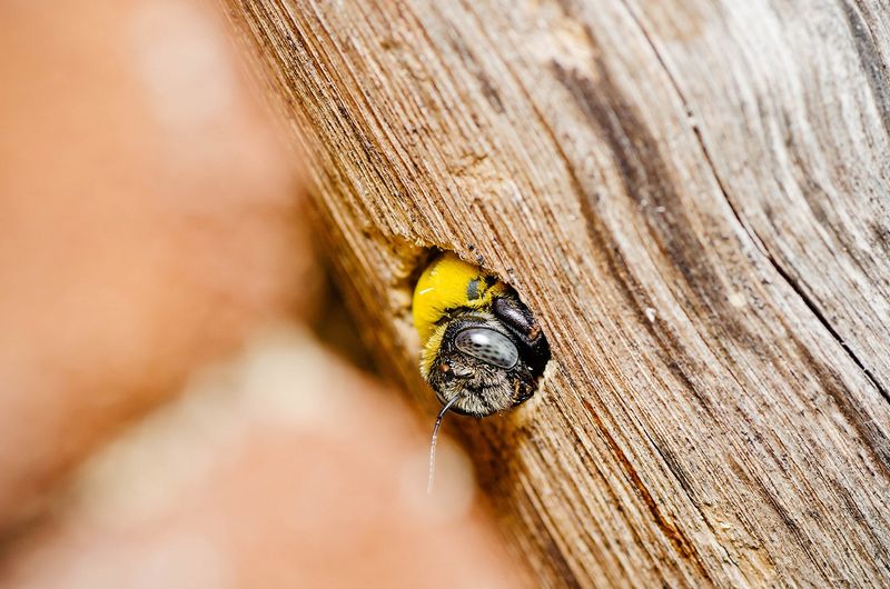 Round Holes Mean A Nest Site May Already Be Started