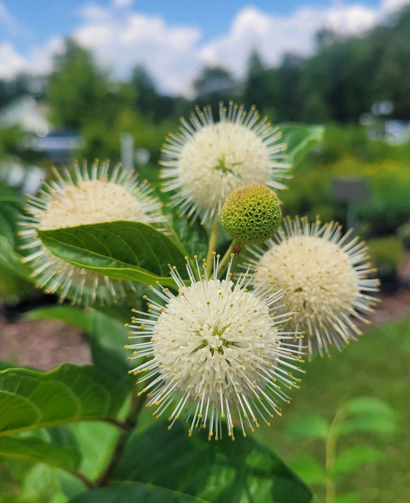 Round Seed Heads Extend Seasonal Interest