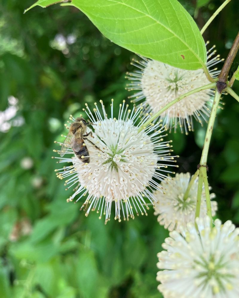 Round White Flowers Bring Dragonflies And Pollinators Close Round White Flowers Bring Dragonflies And Pollinators Close