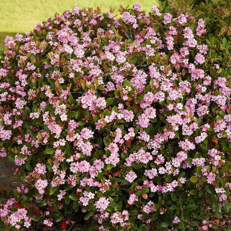 Rounded Shrubs Give The Yard Its Bones Rounded Shrubs Give The Yard Its Bones