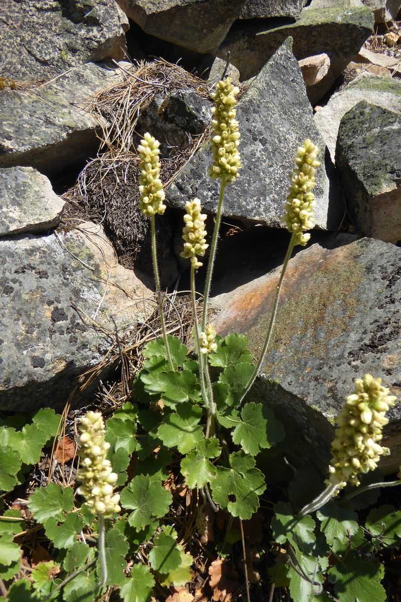 Roundleaf Alumroot Adds Year-Round Rocky Texture