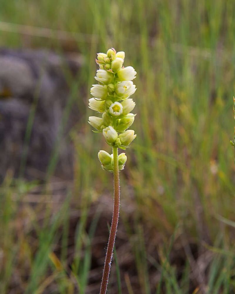 Roundleaf Alumroot