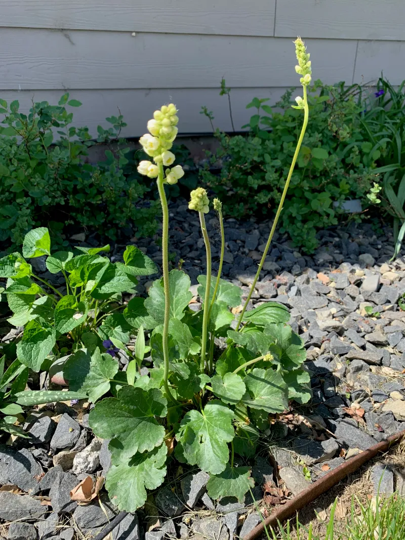 Roundleaf Alumroot Roundleaf Alumroot