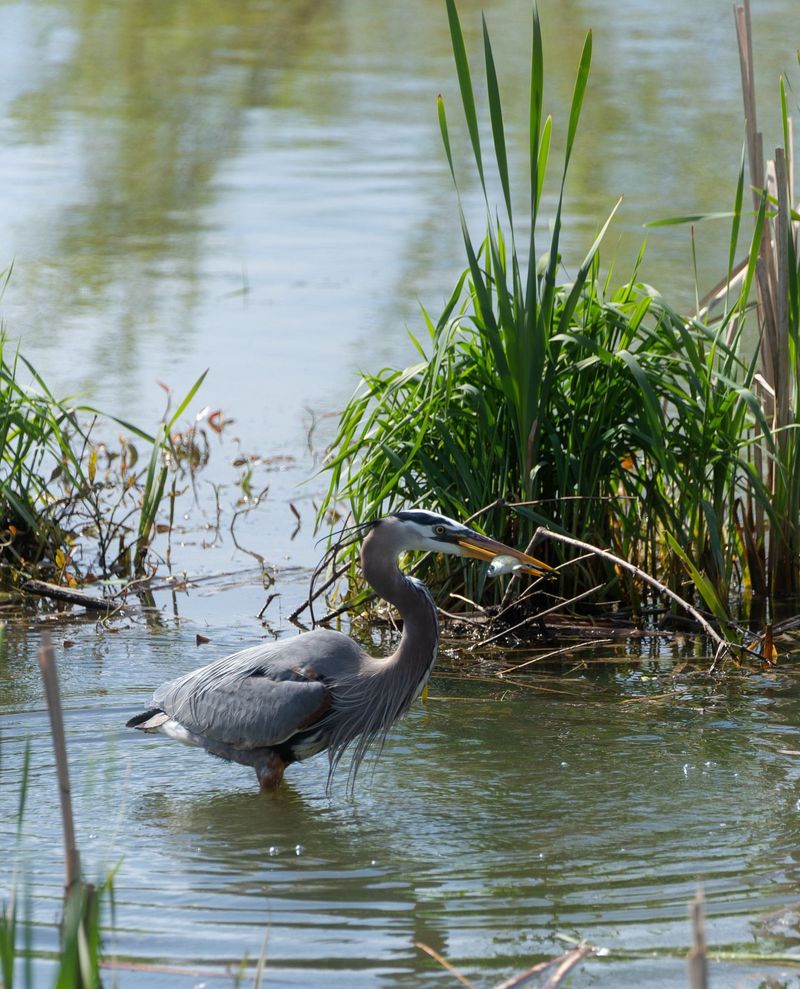 Routine Feeding Patterns Bring Them Back