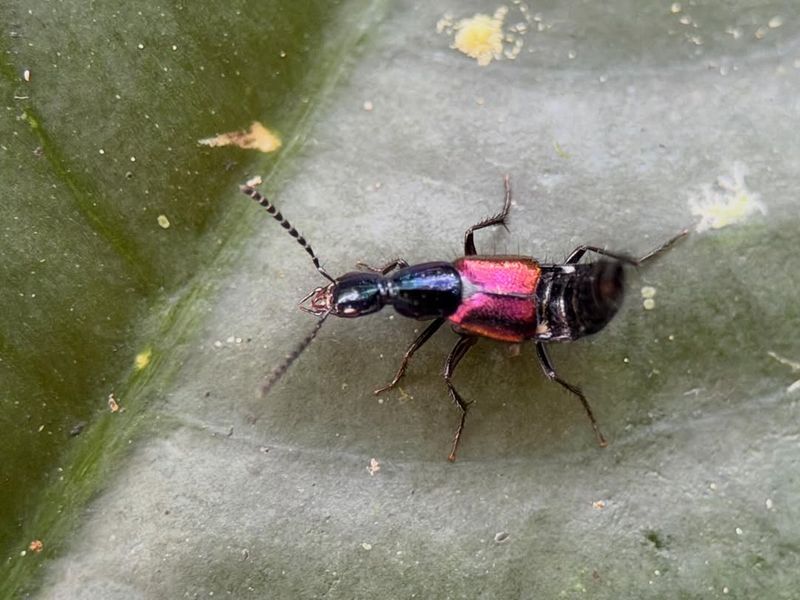 Rove Beetles