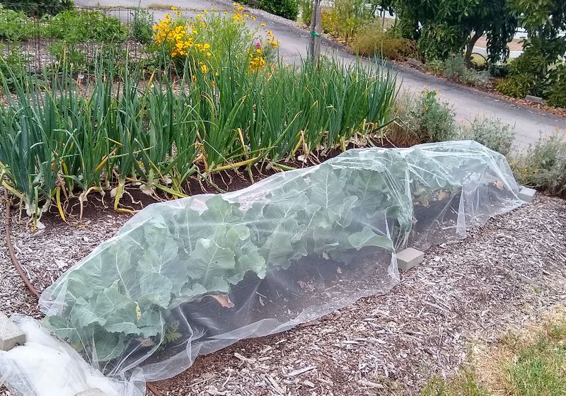 Row Covers Can Protect Young Crops