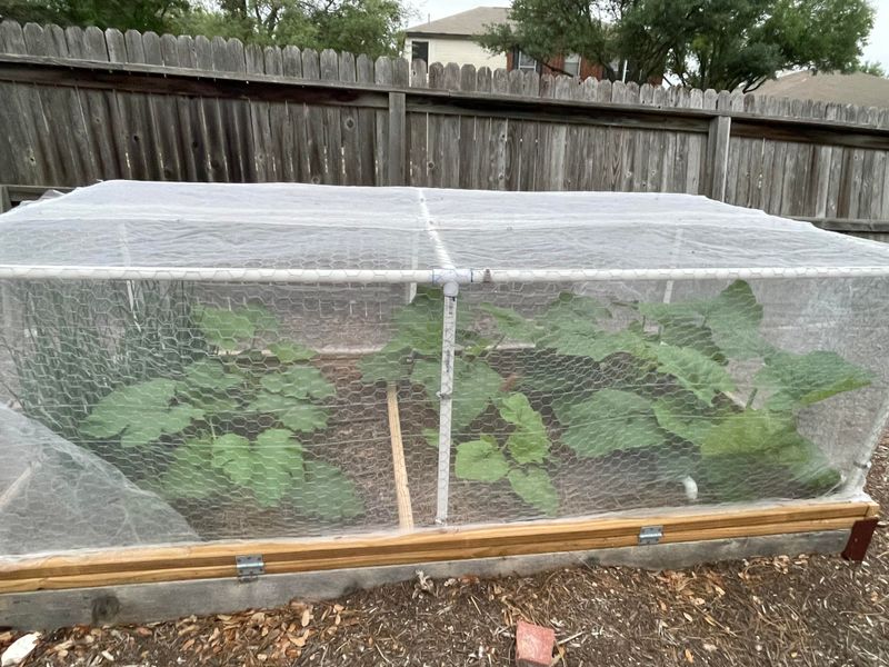 Row Covers Help Before Bloom Row Covers Help Before Bloom