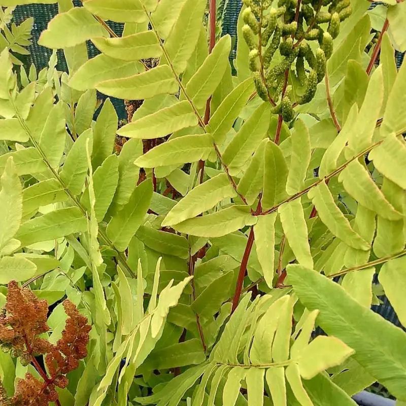 Royal Fern Brings Height To Damp Corners Royal Fern Brings Height To Damp Corners