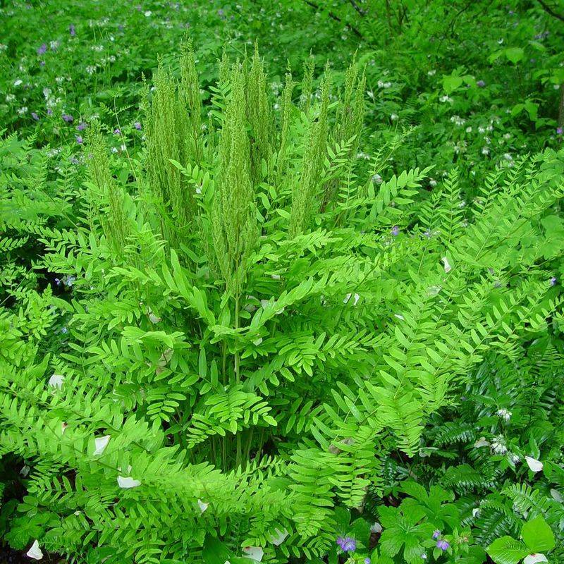 Royal Fern Holds Upright Form In Damp Beds