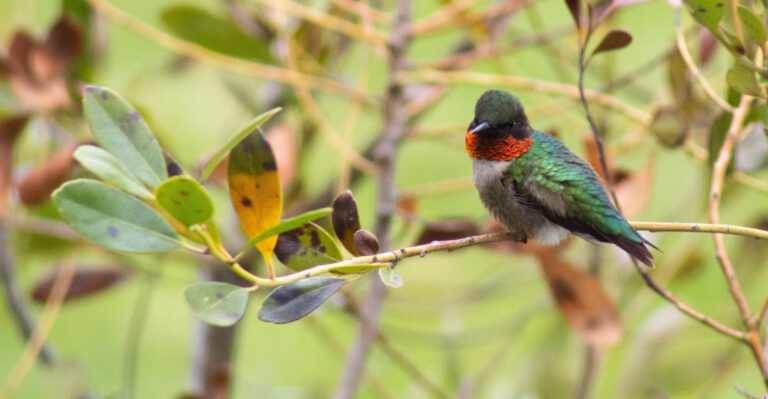 Hummingbird (featured image)