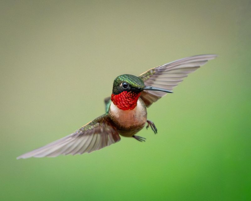 Ruby-Throated Hummingbirds Show Your Blooms Are Working