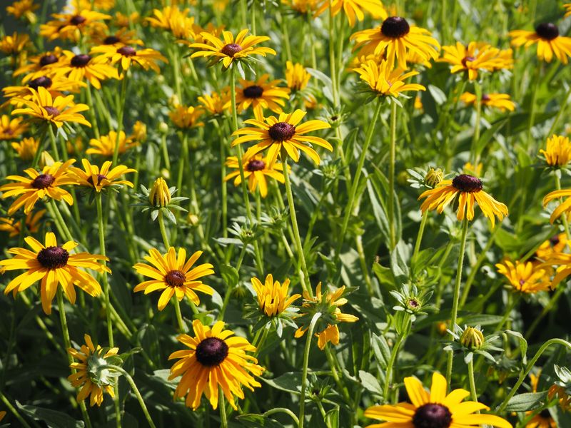 Rudbeckia Earns Every Inch Of Space In A Virginia Summer Garden Rudbeckia Earns Every Inch Of Space In A Virginia Summer Garden