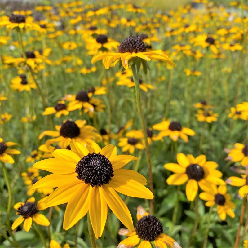 Rudbeckia Fulgida Rudbeckia Fulgida
