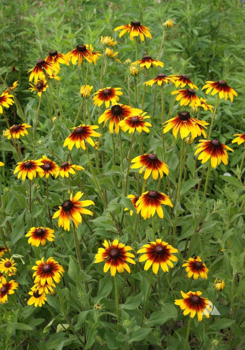 Rudbeckia Hirta Rudbeckia Hirta
