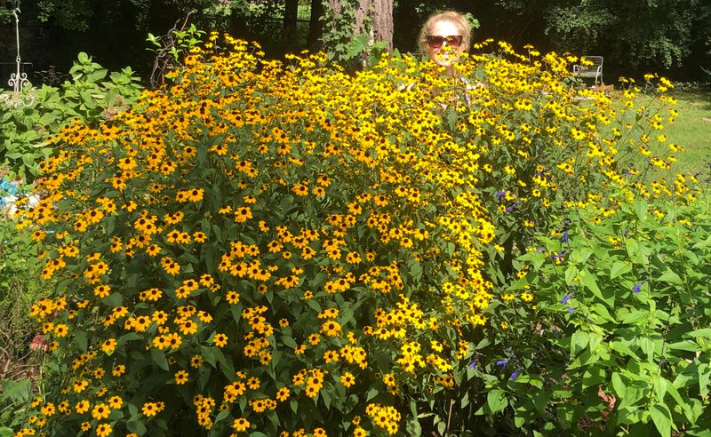 Rudbeckia Triloba Lights Up Late Summer