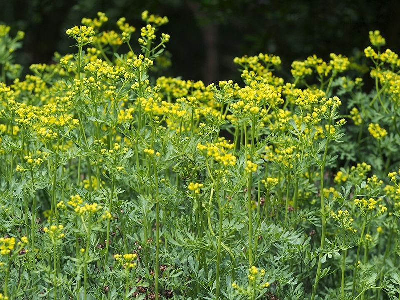 Rue Has A Distinctive Fragrance In Hot Weather Rue Has A Distinctive Fragrance In Hot Weather