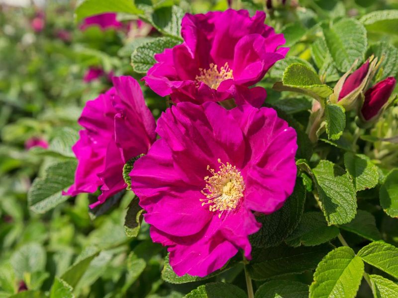 Rugosa Roses (Rosa Rugosa Cultivars)