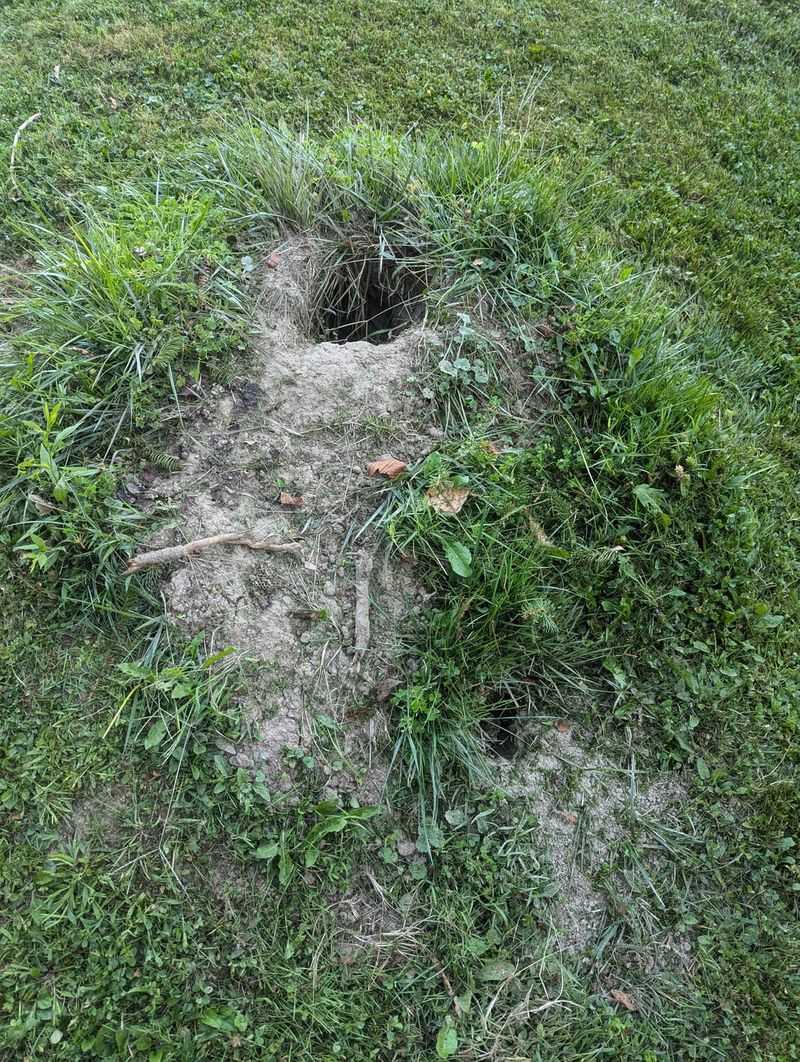 Rule Out Pests And Tunnels First Rule Out Pests And Tunnels First