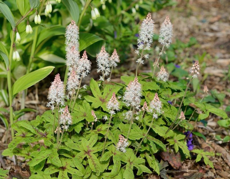 Runners Help Foamflower Fill Gaps Without Taking Over Runners Help Foamflower Fill Gaps Without Taking Over