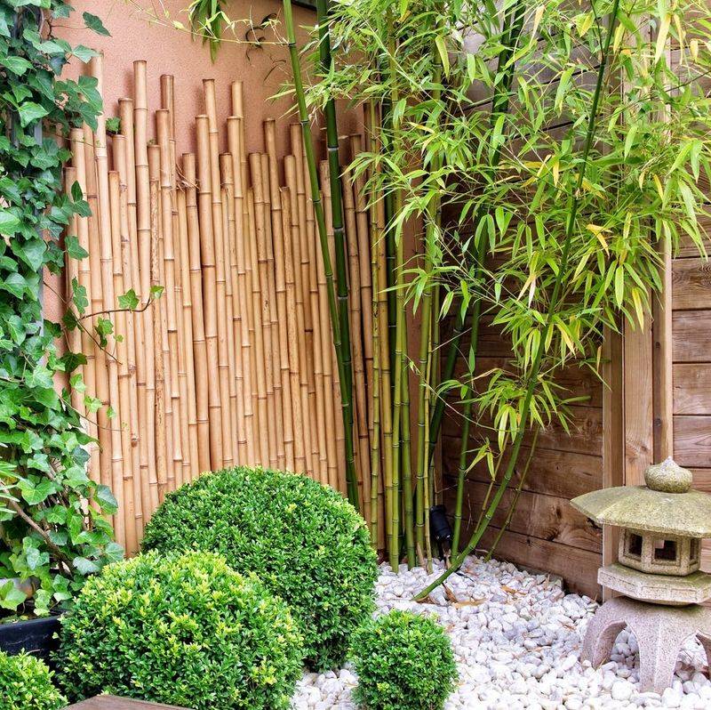Running Bamboo Sends Rhizomes Beyond The Fence Line Running Bamboo Sends Rhizomes Beyond The Fence Line