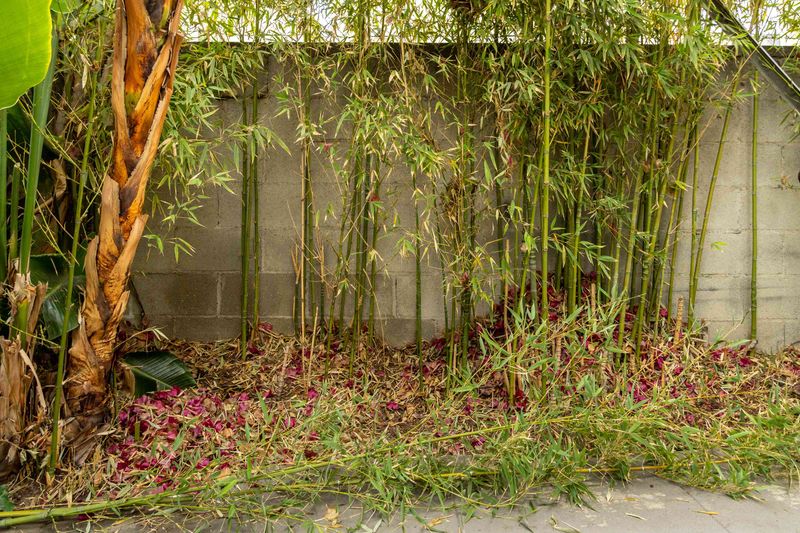 Running Bamboo Spreads Too Close To The House