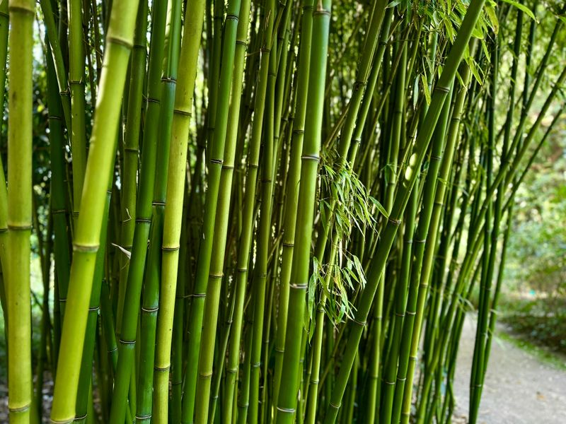 Running Bamboo Running Bamboo