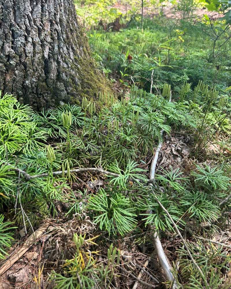Running Cedar Creates Evergreen Coverage