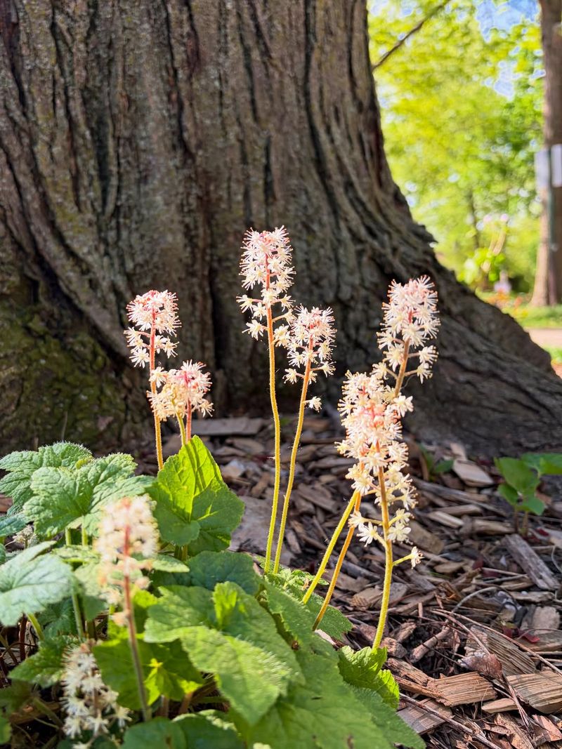 Running Foamflower Running Foamflower