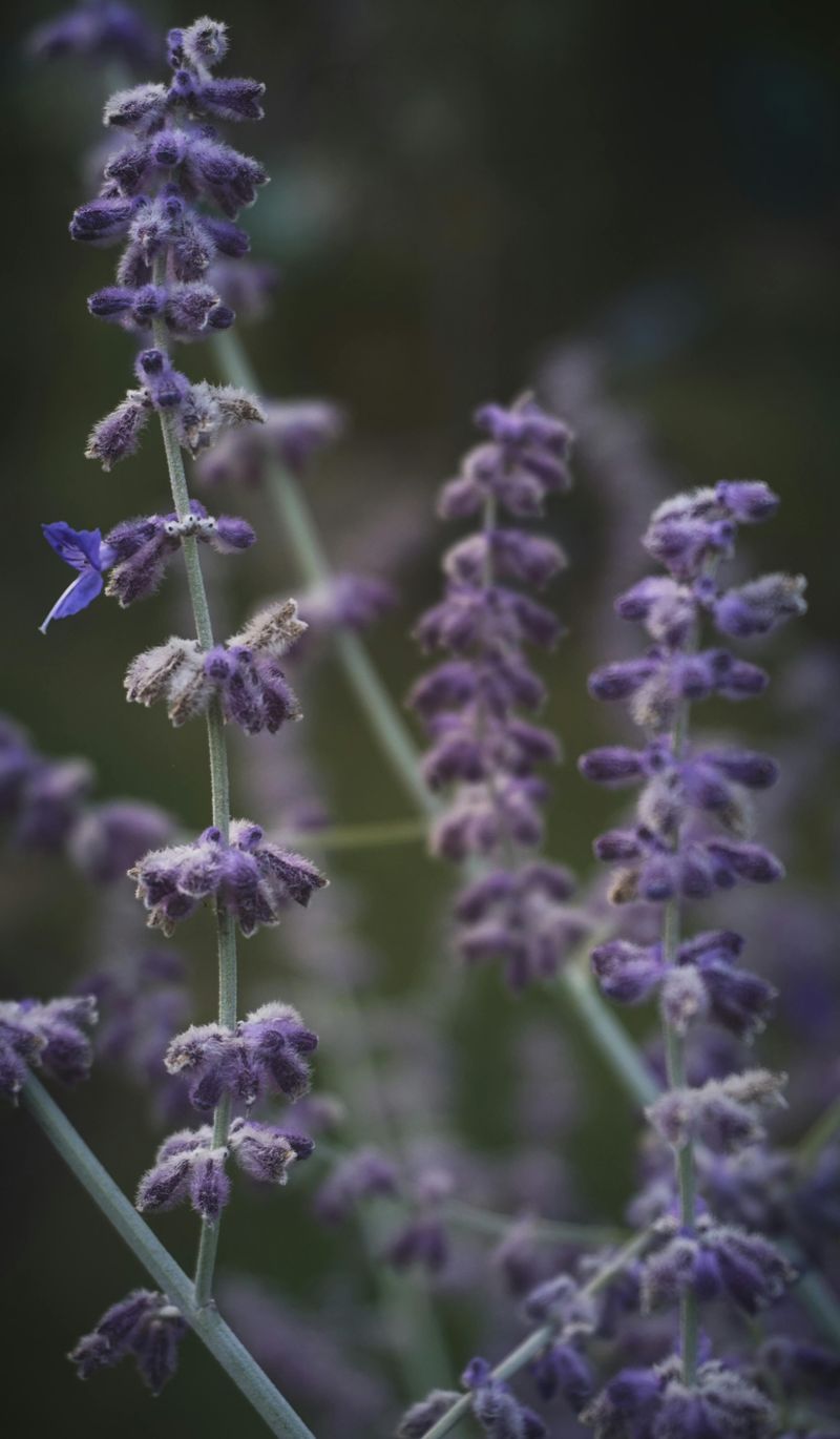 Russian Sage