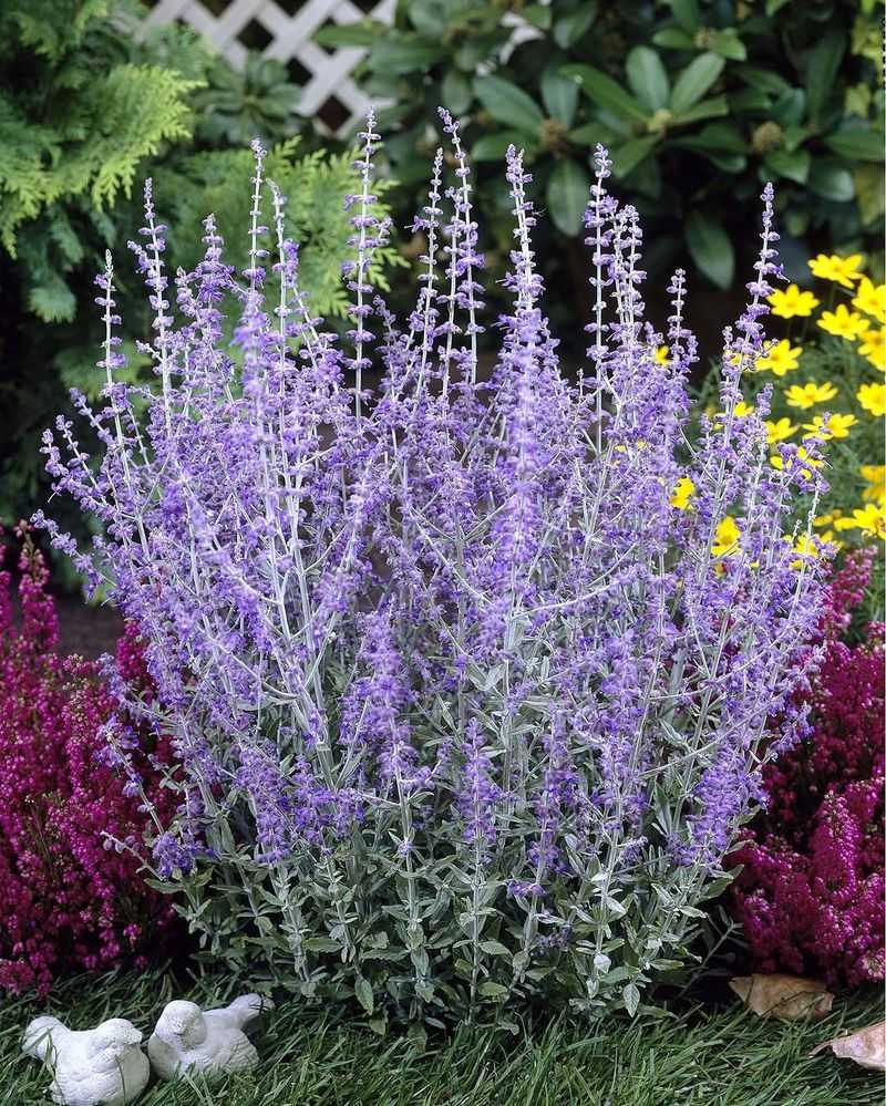Russian Sage