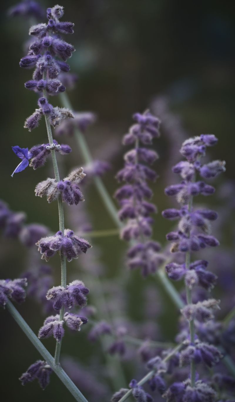 Russian Sage