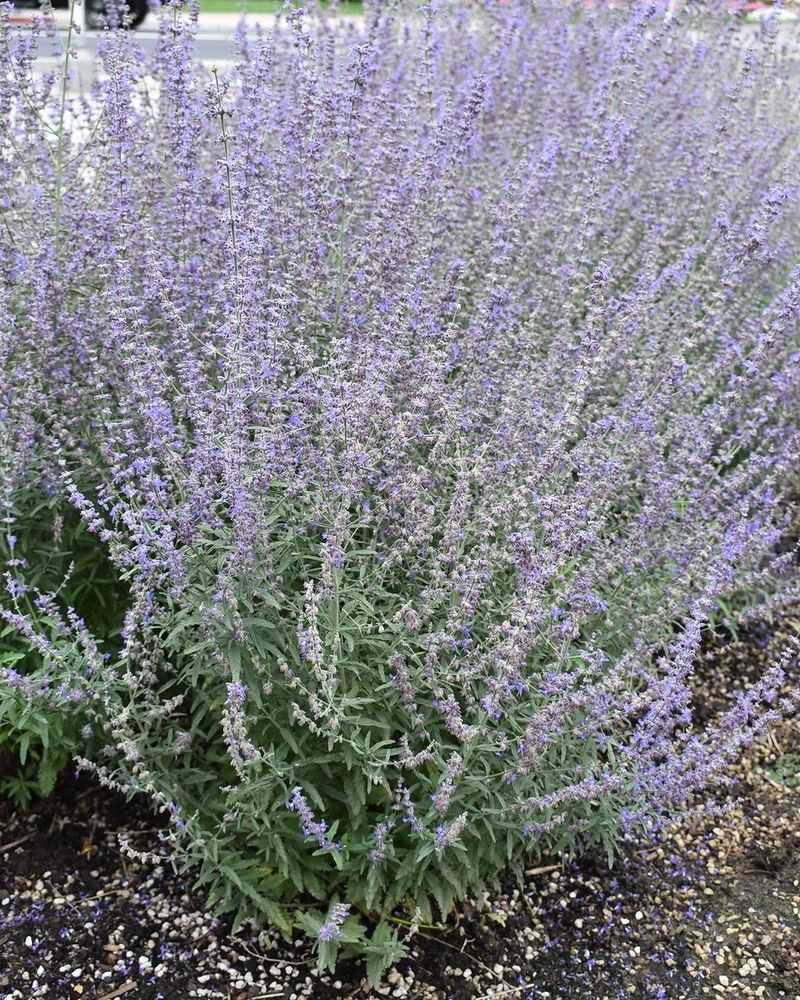 Russian Sage Fills Beds With Silvery Growth