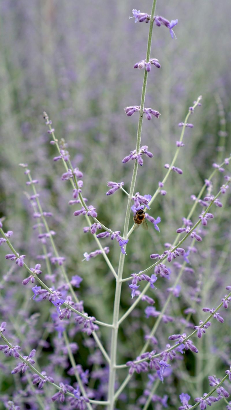 Russian Sage Is Too Tough To Bother