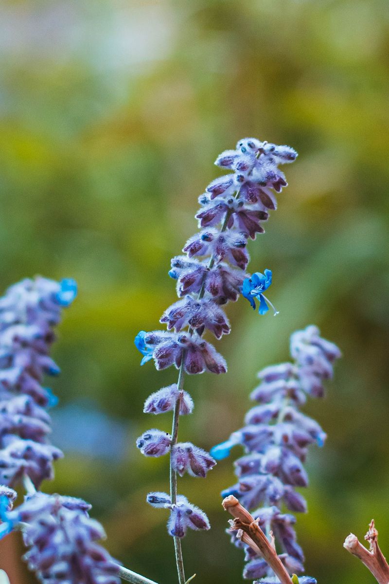 Russian Sage Looks Stunning Even When Virginia Summers Turn Brutal Russian Sage Looks Stunning Even When Virginia Summers Turn Brutal